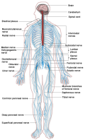 Nervous_system_diagram